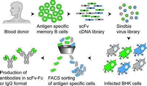 Isolation of mRNA from Mammalian Cells .